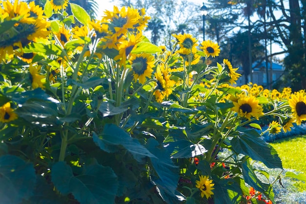 girasoli gialli sullo sfondo del mattino