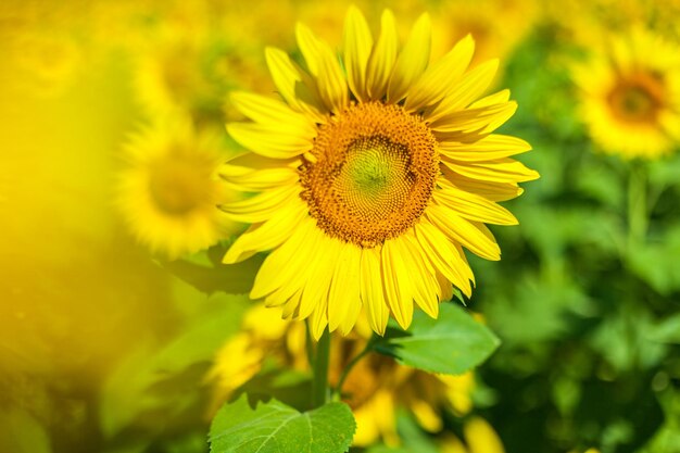 Girasoli Girasoli in fiore contro un cielo luminoso