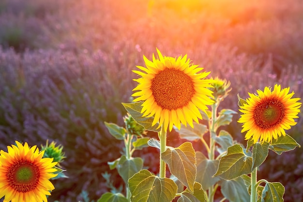 Girasoli illuminati dal sole nel campo di lavanda vicino sfondo sfocato Provence France