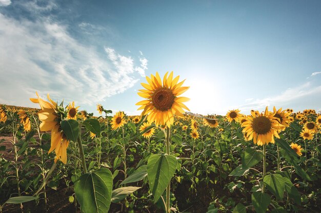 Girasoli in campo agricolo Girasoli in fiore gialli in stagione