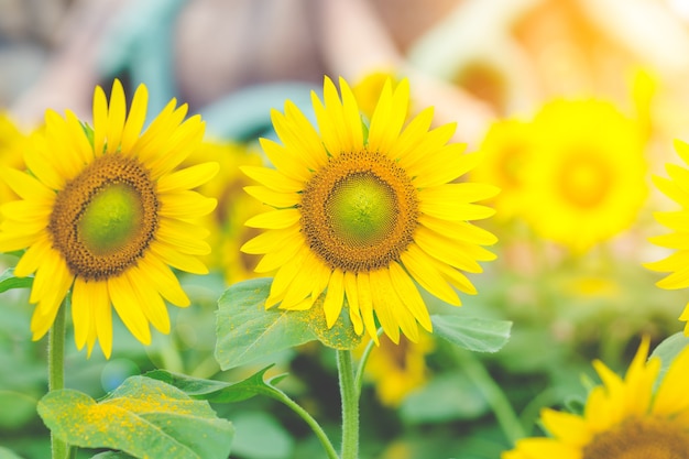 Girasoli in campo con la luce del sole al mattino