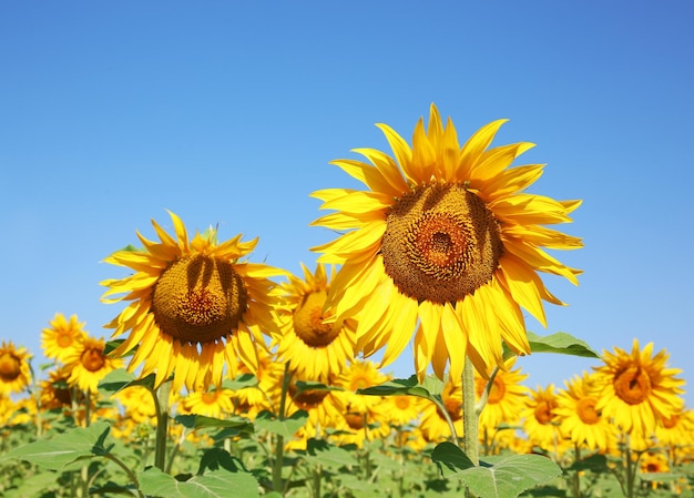 Girasoli in campo estivo