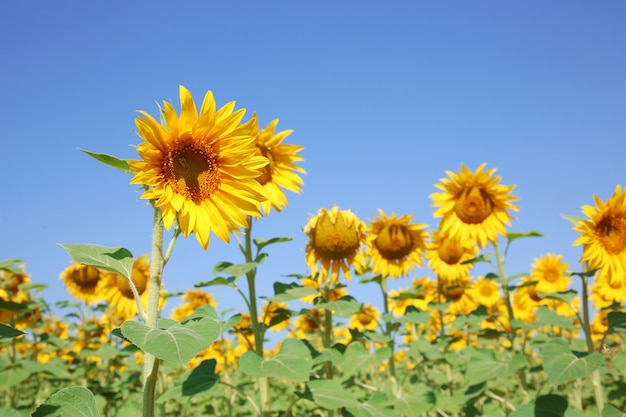 Girasoli in campo estivo