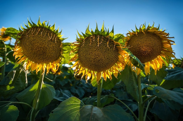 Girasoli in fase di maturazionepetali appassiti alla luce del sole