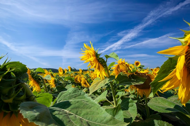 Girasoli in fiore gialli su un campo agricolo in estate