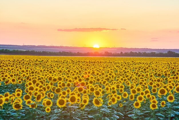 Girasoli in fiore in un campo