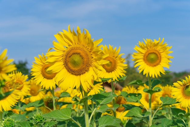 Girasoli in fiore su naturale