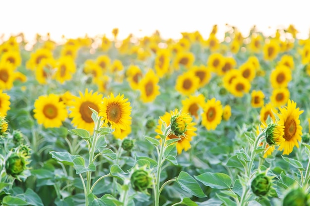 Girasoli in fiore sul campo Messa a fuoco selettiva