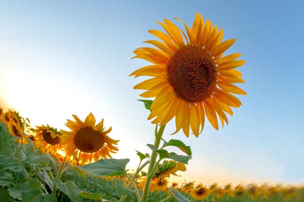 Girasoli in fiore sullo sfondo di un cielo nuvoloso soleggiato Agronomia agricoltura