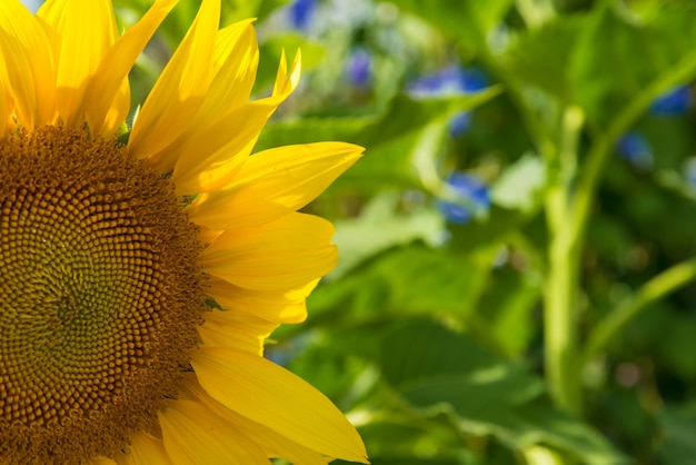 Girasoli in giardino.