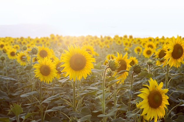 Girasoli in Ucraina