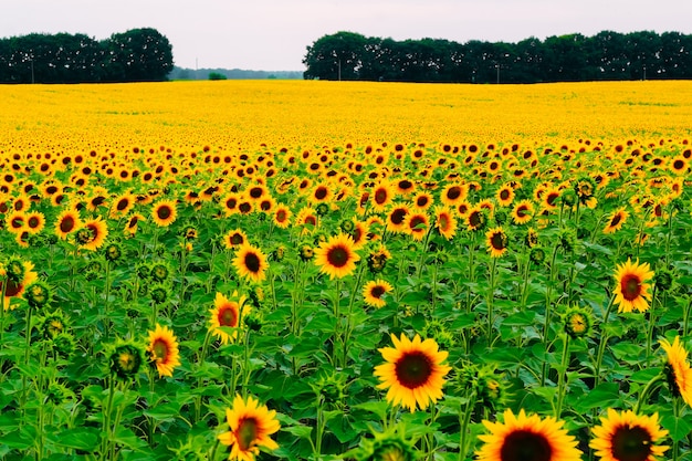 Girasoli in un campo in tempo nuvoloso. Avvicinamento