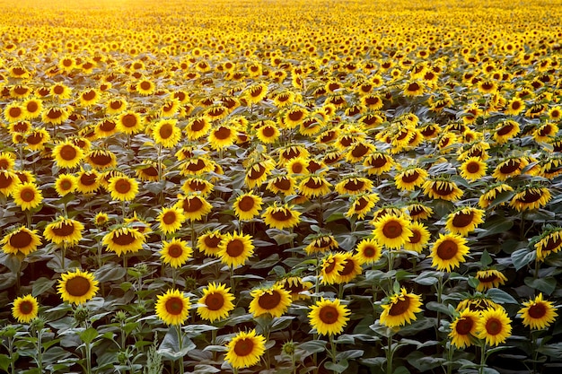 Girasoli in un grande campo.