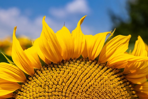 Girasoli in una giornata di sole Bel paesaggio campo di girasole dell'Ucraina