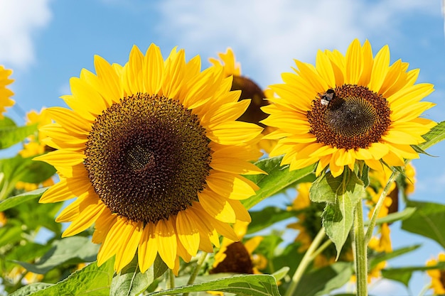 Girasoli luminosi in una giornata di sole con uno sfondo naturale. Un'ape sul fiore. Messa a fuoco selettiva.