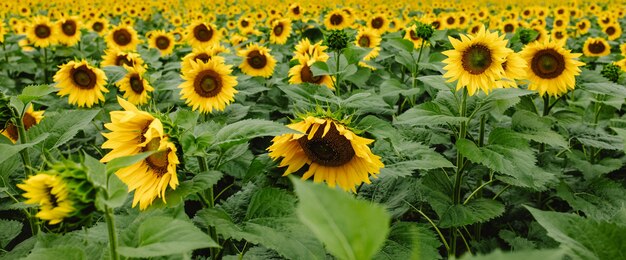 Girasoli Natura Messa a fuoco selettiva bellezza tramonto sul campo di girasoli