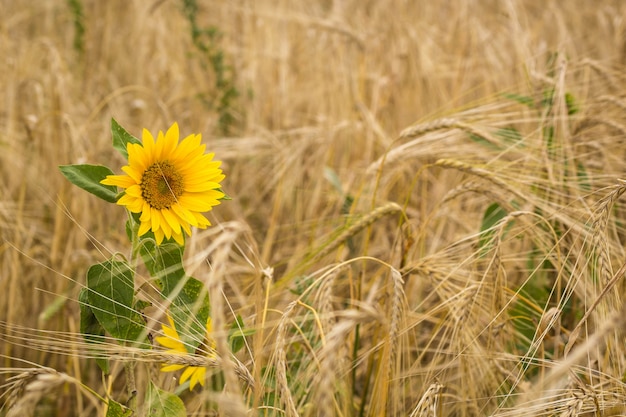 Girasoli nel campo di grano