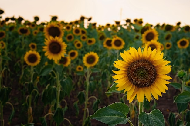 Girasoli nel campo estivo sfondo agricolo