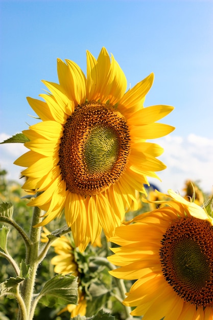 Girasoli nel campo sotto il sole splendente