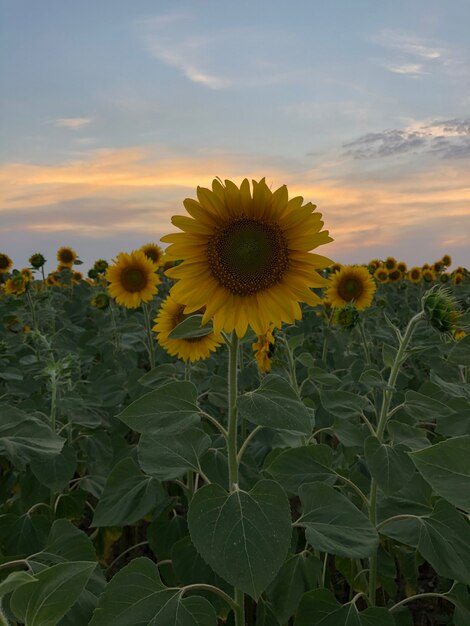 girasoli nel campo sul tramonto