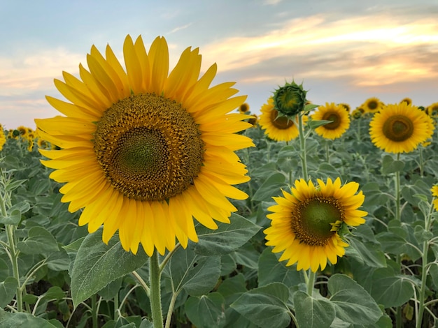 girasoli nel campo sul tramonto