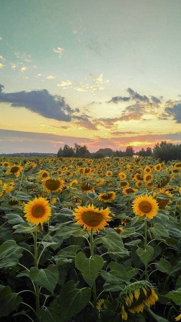 Girasoli nel campo.