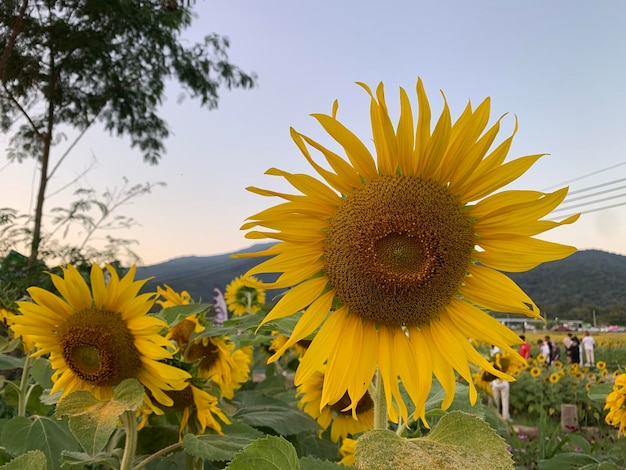 Girasoli nel campo