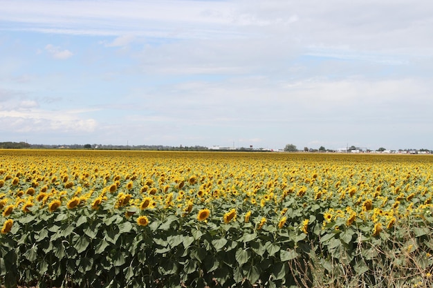 Girasoli nel campo