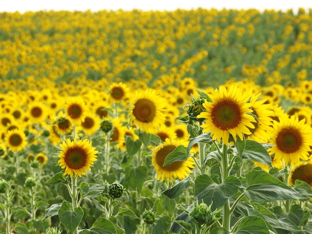 Girasoli nel prato