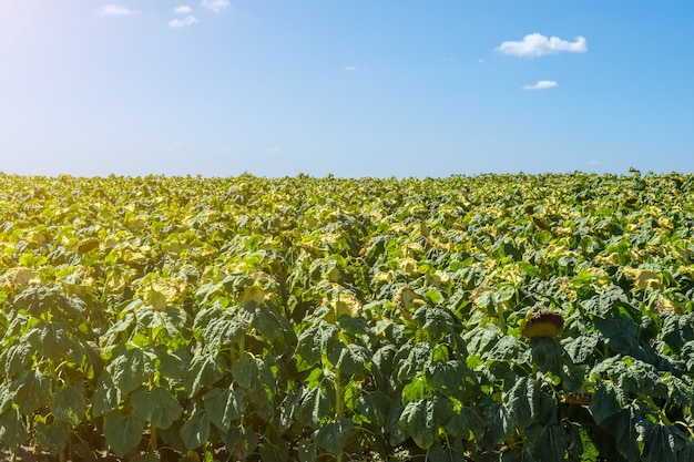 Girasoli nella fase di riempimento dei semi, in un campo, sotto un cielo blu con nuvole