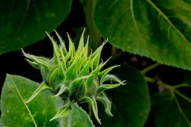 Girasoli o Helianthus annuus