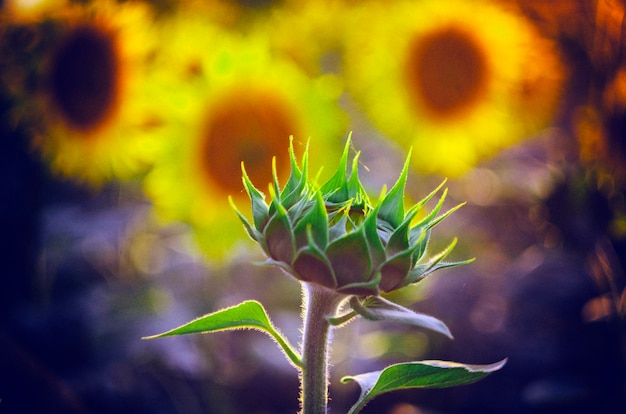 girasoli organici sul campo dell&#39;agricoltura sostenibile