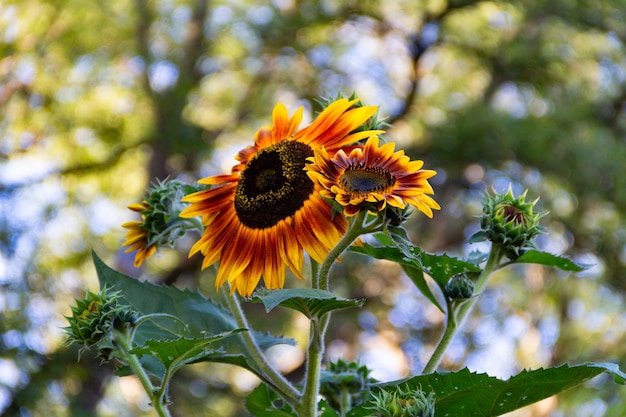 Girasoli rossi sulla pianta