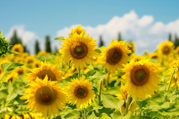 Girasoli sbocciati gialli su un campo