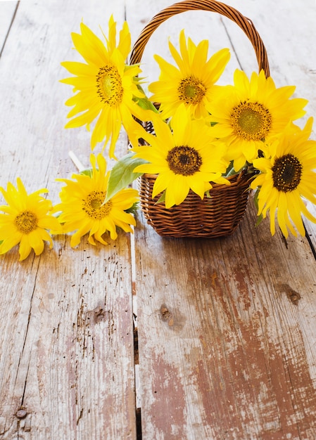 Girasoli su sfondo bianco