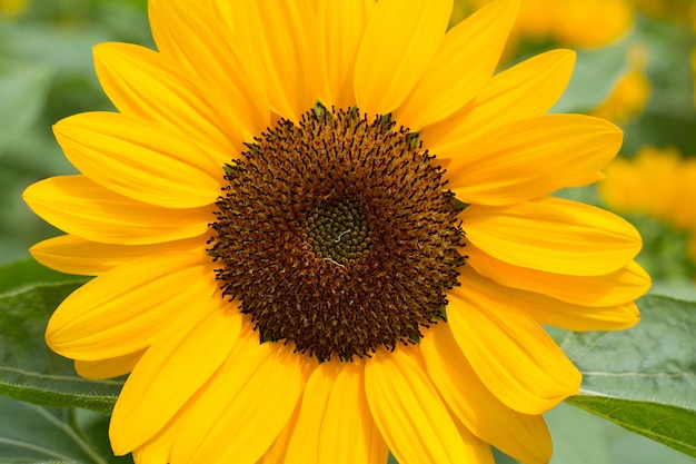 Girasoli su sfondo sfocato soleggiato