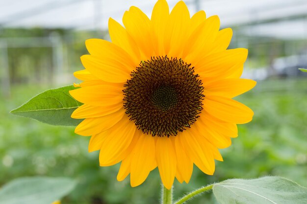 Girasoli su sfondo sfocato soleggiato