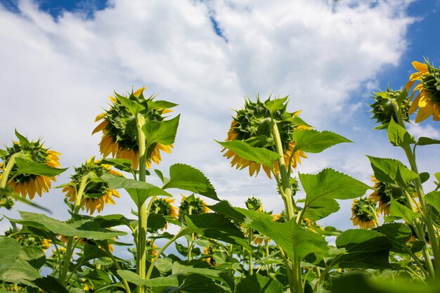 Girasoli sul campo in una luminosa giornata di sole estivo. Semi di girasole.