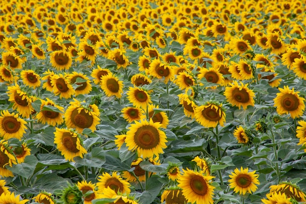 Girasoli sul campo Sfondo di girasoli in fiore