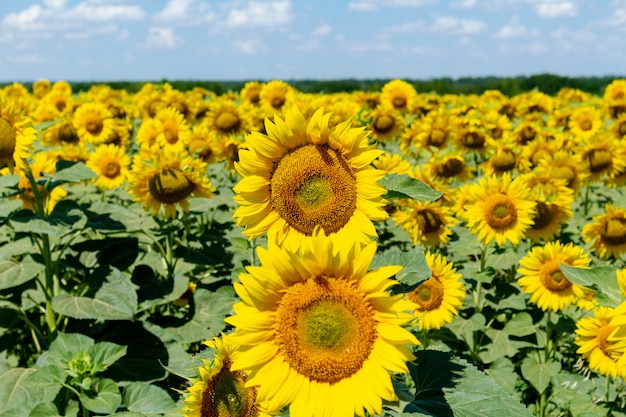 Girasoli sul cielo blu