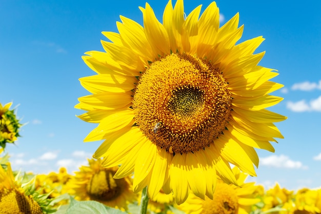 Girasoli sul cielo blu