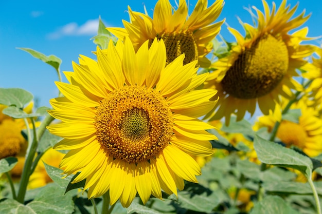 Girasoli sul cielo blu