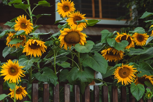 Girasoli sul recinto marrone. Foto all'aperto.