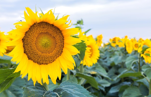 Girasoli sullo sfondo naturale del campo Girasole che fiorisce sullo sfondo del cielo blu