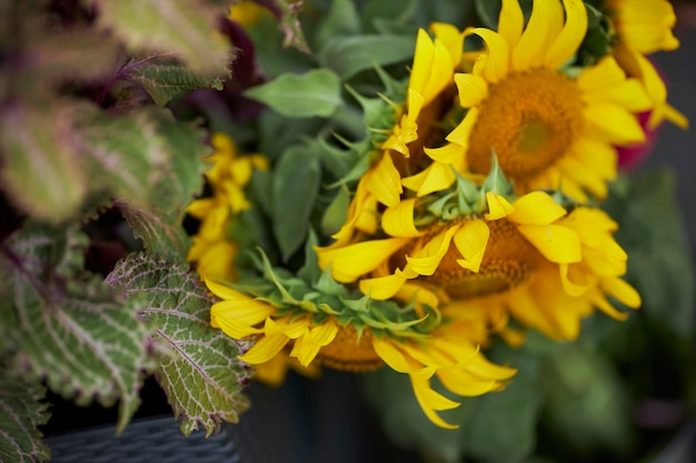 girasoli vicino messa a fuoco selettiva Bouquet di girasoli primo piano