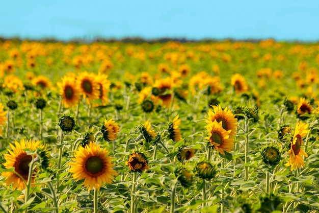 Girasoli vividi luminosi nel campo