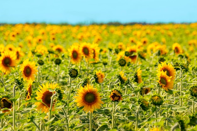 Girasoli vividi luminosi nel campo