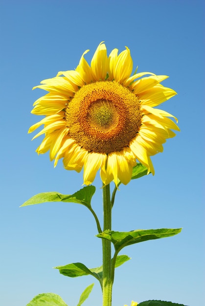 Girasoli