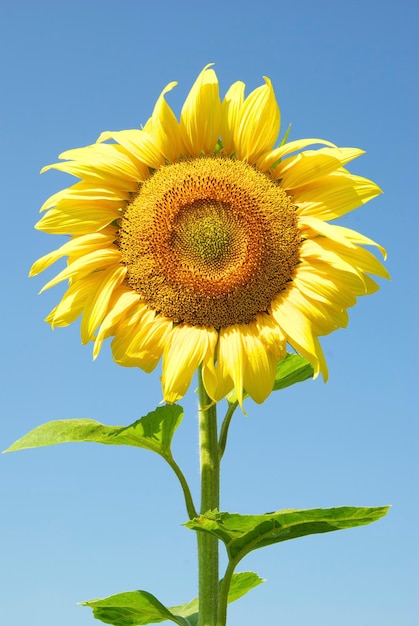 Girasoli