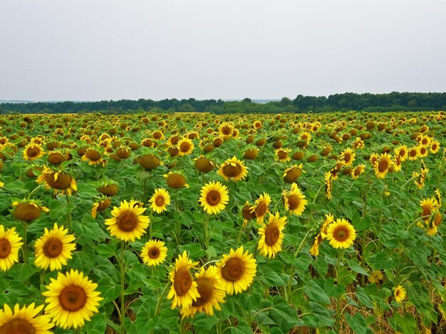 Girasoli